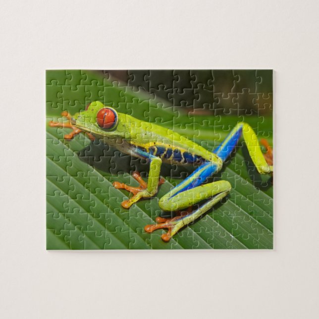 Puzzle Gros plan d'une grenouille rousse (Horizontal)