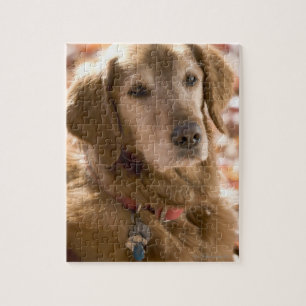 Puzzle Gros plan sur golden labrador retriever dog