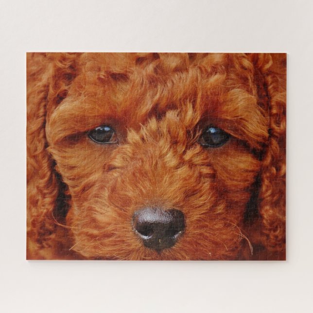 Puzzle Gros plan sur un chiot de caniche rouge (Horizontal)