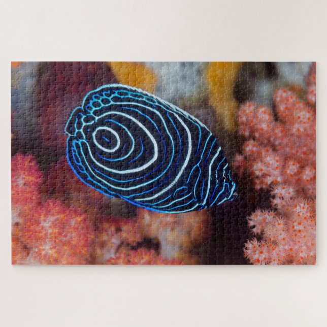 Puzzle Gros plan sur un poisson-ange impérial (Horizontal)