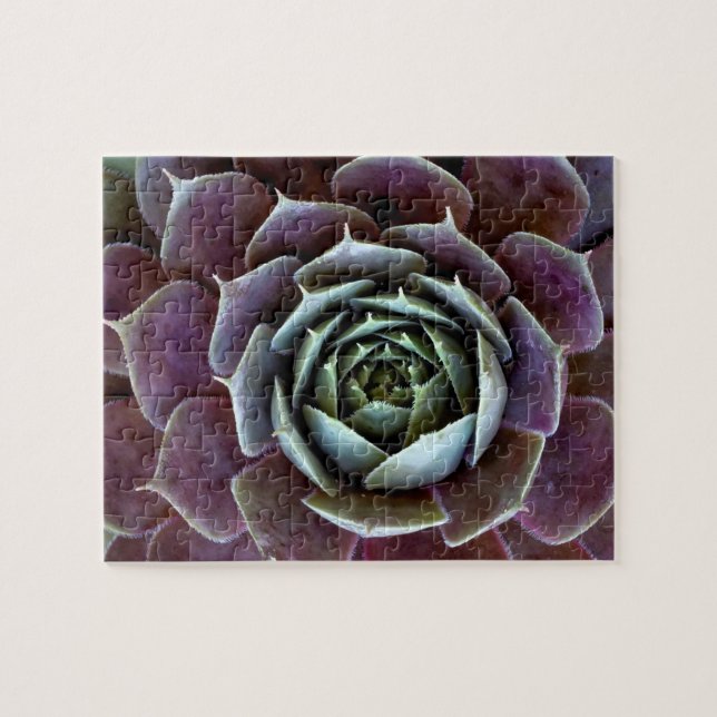 Puzzle Gros plan sur une succulente violette (Horizontal)