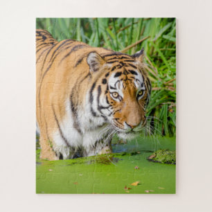 Puzzle Gros Tigre Se Baigner avec du Foliage Vert