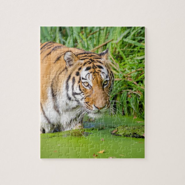 Puzzle Gros Tigre Se Baigner avec du Foliage Vert (Vertical)