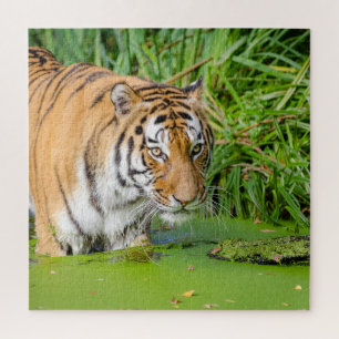 Puzzle Gros Tigre Se Baigner avec du Foliage Vert