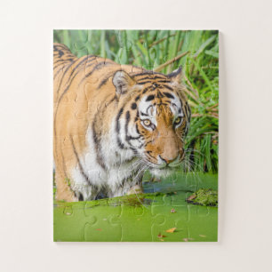 Puzzle Gros Tigre Se Baigner avec du Foliage Vert