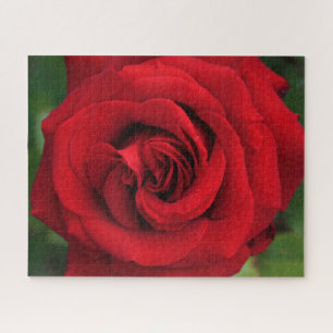 Puzzle Grosse Rose rouge célibataire proche