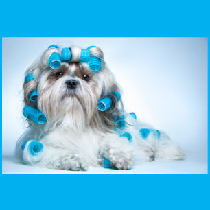 Puzzle Grossissement des chiens