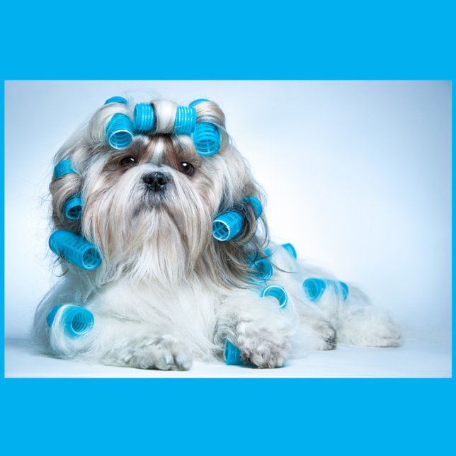 Puzzle Grossissement des chiens (A Shih Tzu dog lying down, adorned with numerous blue hair rollers.)