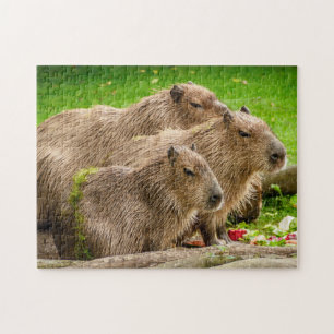Puzzle Groupe Capybara