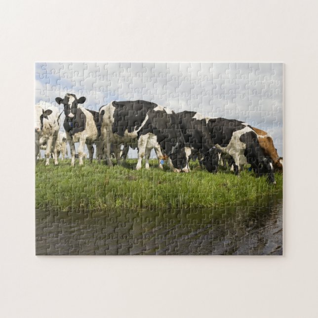 Puzzle Groupe de vaches frisonnes (Horizontal)