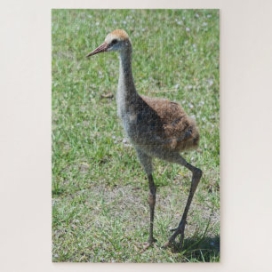 Puzzle Grues Sandhill en Floride en champ vert photo