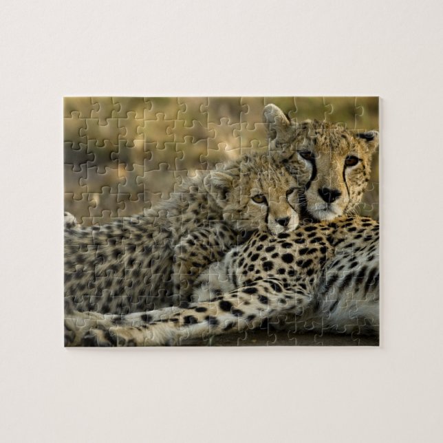 Puzzle Guépard, Acinonyx jubatus, avec un petit dans le M (Horizontal)