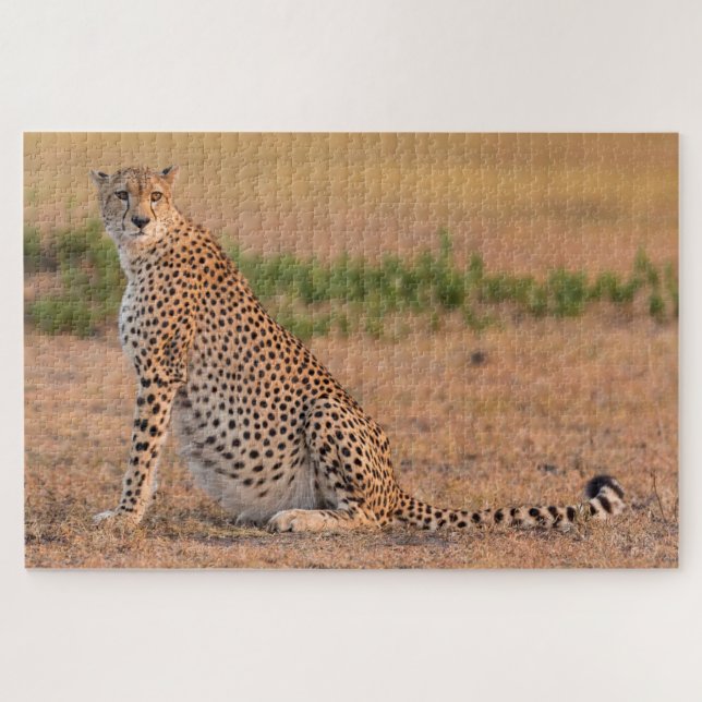 Puzzle Guépard se reposant tôt le matin (Horizontal)