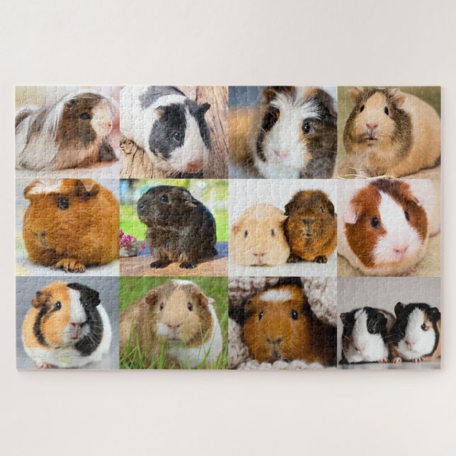 Puzzle Guinea Pigs (Horizontal)