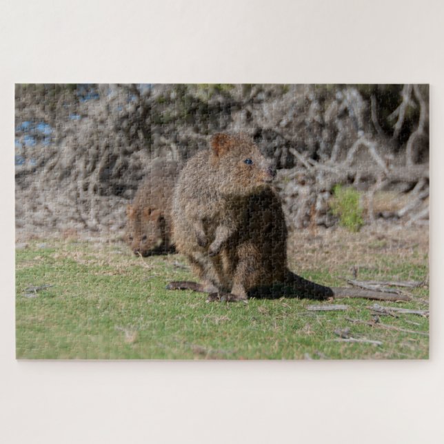 Puzzle Happy & Cute Quokkas Rottnest Island, 1014 pièces (Horizontal)