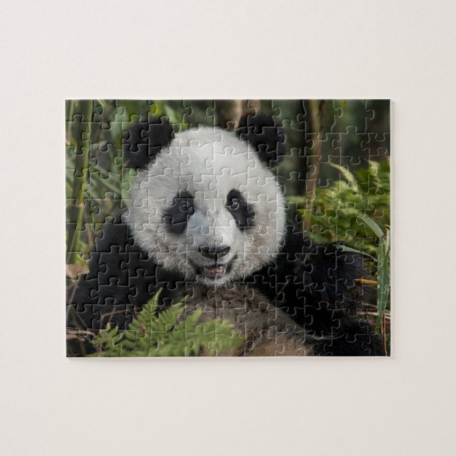 Puzzle Happy young panda (Horizontal)