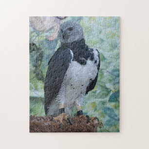 Puzzle Harpie Eagle toujours