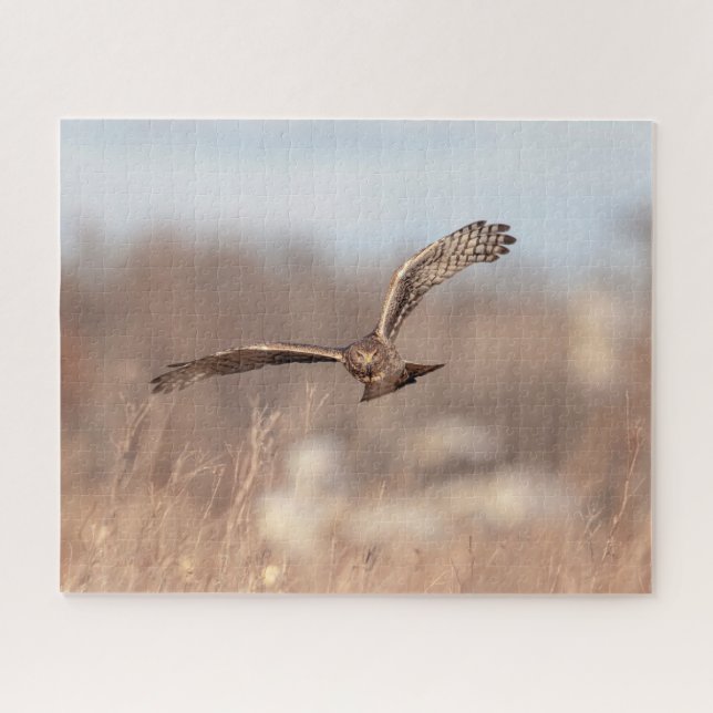 Puzzle Harrier du Nord (Horizontal)