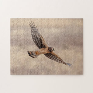 Puzzle Harrier du Nord dans les Prairies de Shawangunk