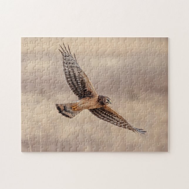 Puzzle Harrier du Nord dans les Prairies de Shawangunk (Horizontal)