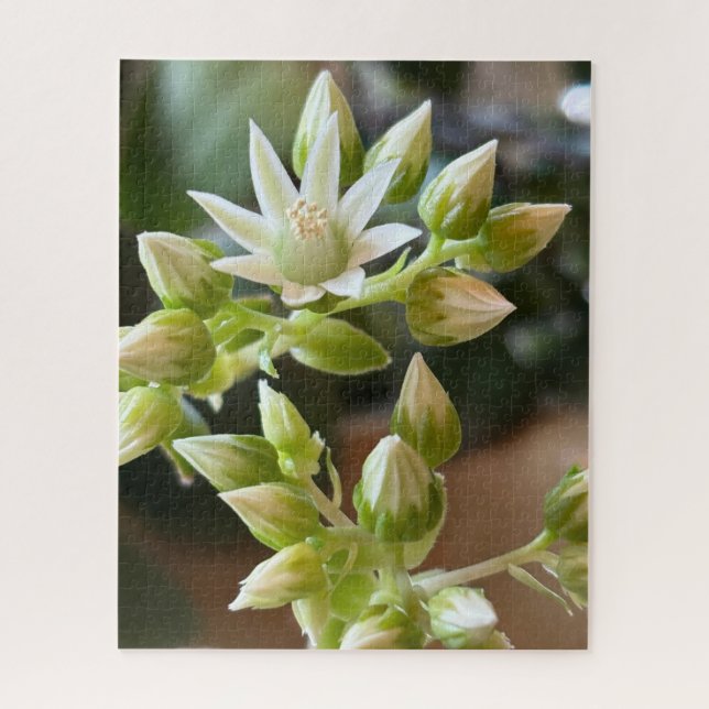 Puzzle Haworth's Aeonium Flowers Close-Up Photograph (Vertical)