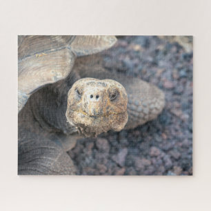 Puzzle Hello There-Giant Tortoise