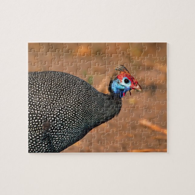 Puzzle Helmeted Guinea Fowl (Numida meleagris). Afrique, (Horizontal)