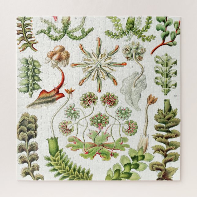 Puzzle Hepaticae Hépatiques par Ernst Haeckel (Vertical)