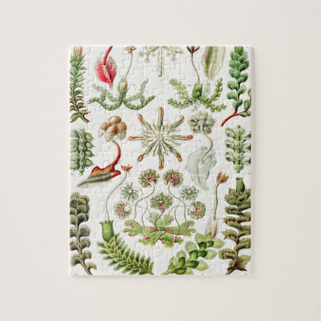 Puzzle Hepaticae Lebermoose par Ernst Haeckel (Vertical)