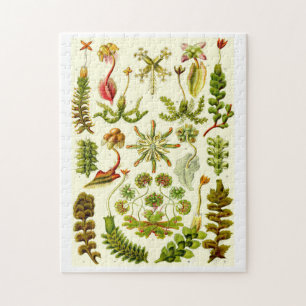 Puzzle Hépatiques d'Ernst Haeckel