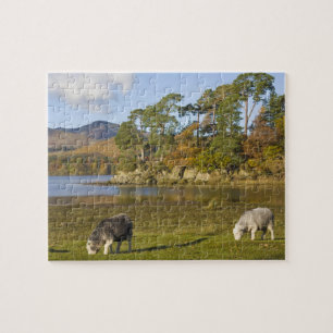 Puzzle Herdwick brebis à Friars Crag, Derwentwater, 2