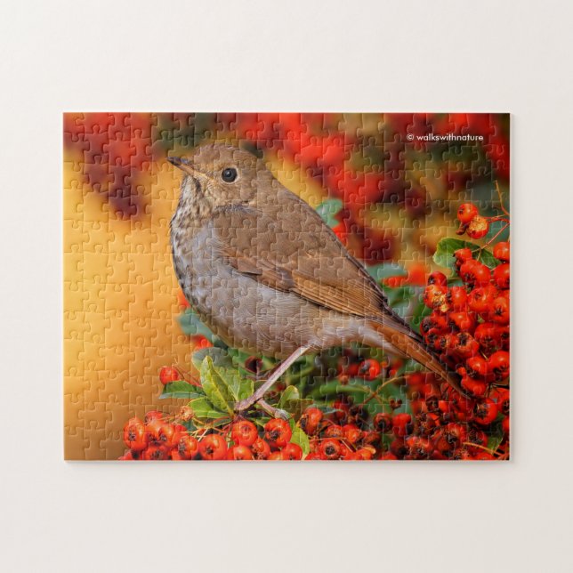 Puzzle Hermite Thrush Songbird sur l'araignée de feu (Horizontal)