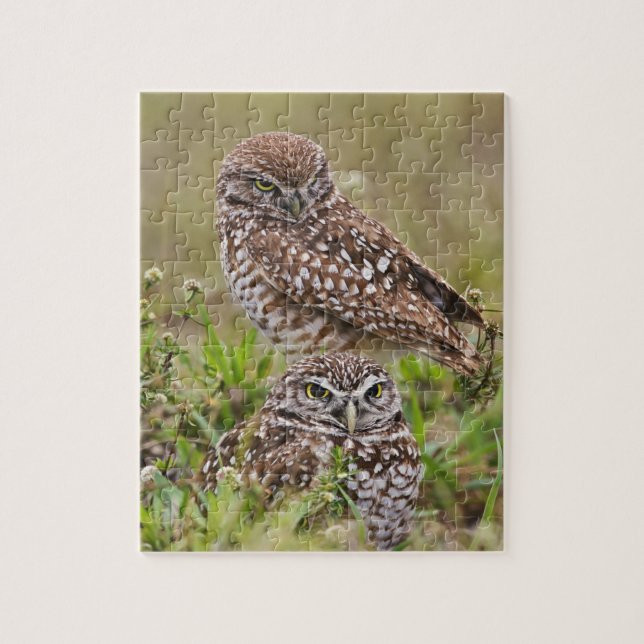 Puzzle Hibou des terriers, Athene cunicularia, Cape Coral (Vertical)