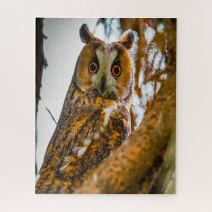 Puzzle Hibou moyen-duc - Oiseaux de proie.