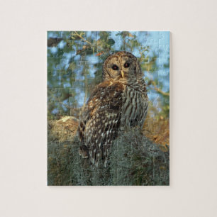 Puzzle Hibou moyen-duc perché dans de la mousse d'Espagne