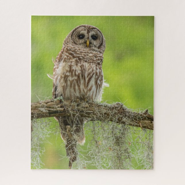 Puzzle Hibou rayé sur branche d'arbre (Vertical)
