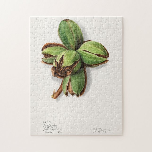 Puzzle Hickory (Carya) Peinture d'aquarelle aux fruits (Vertical)