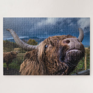 Puzzle Highland Cow, Écosse