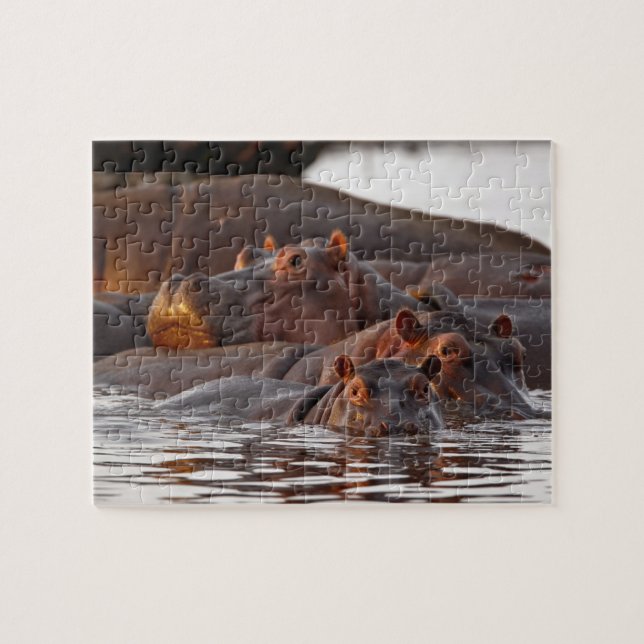 Puzzle Hippopotame, Hippopotamus amphibius, Lac (Horizontal)