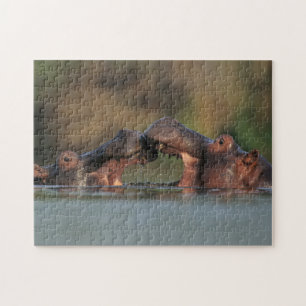 Puzzle Hippopotames (Hippopotamus Amphibius) Lutte