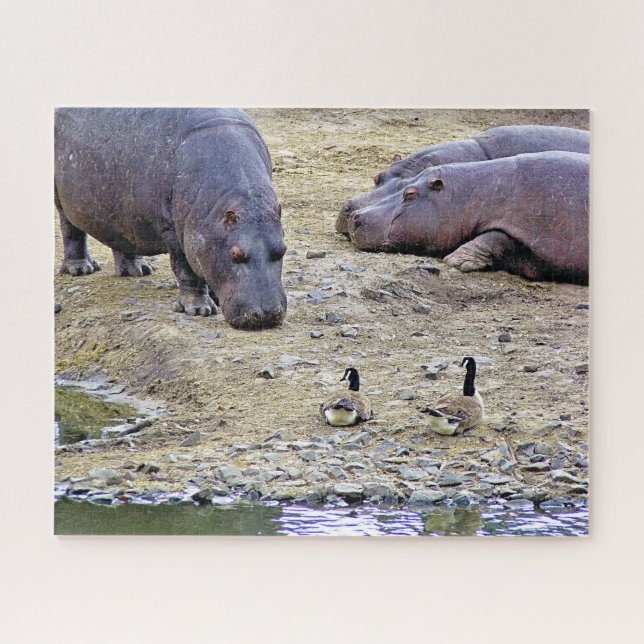 PUZZLE HIPPOS (Horizontal)