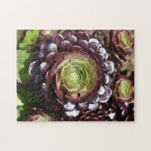 Puzzle Hiver Fleur de choux Nature Photographie Jardin