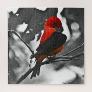 Puzzle Homme Scarlet Tanager