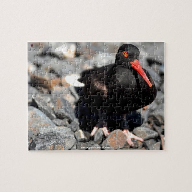 Puzzle Huîtrier noir Alaska (Horizontal)