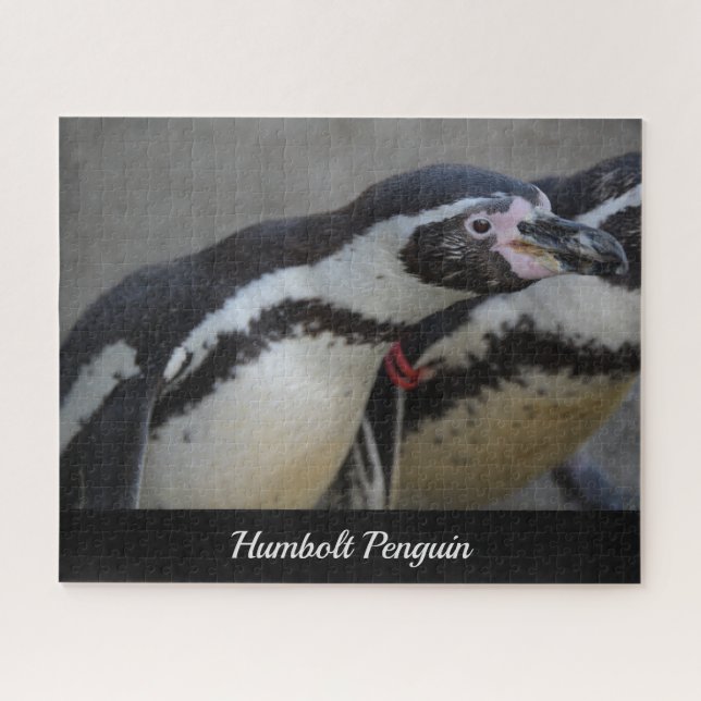 Puzzle Humbolt Penguin au zoo de Drusillas dans l'est du  (Horizontal)