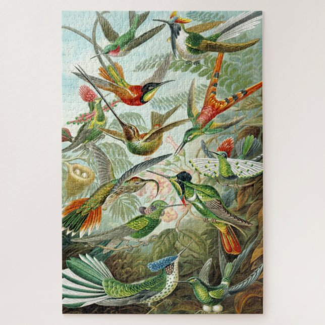 Puzzle Hummingbird illustrations, 1899, Ernst Haeckel, (Vertical)