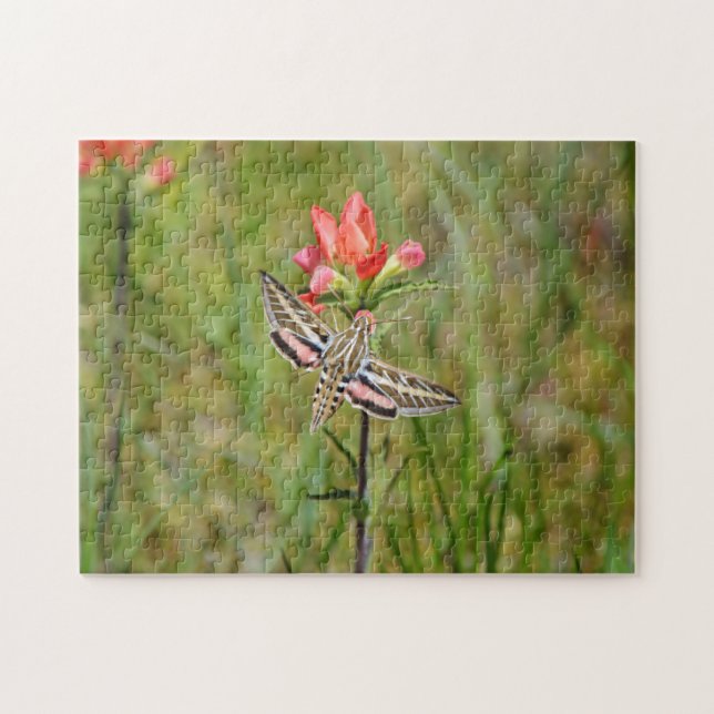 Puzzle Hummingbird Moth on Indian Paintbrush Fleur sauvag (Horizontal)