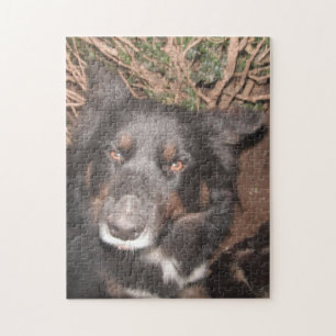 Puzzle Husky Cross Brown yeux