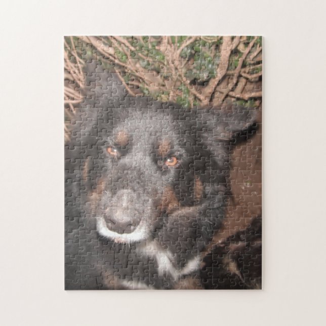 Puzzle Husky Cross Brown yeux (Vertical)