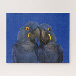Puzzle Hyacinth Macaw